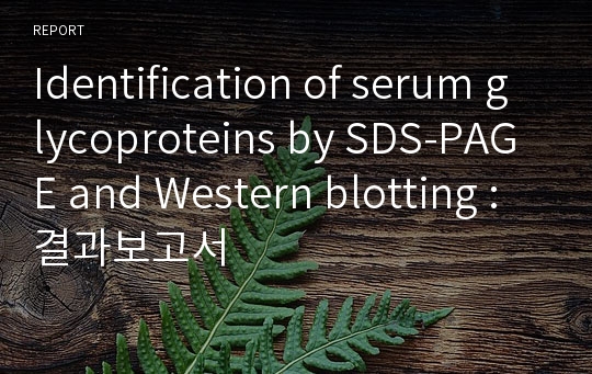 Identification of serum glycoproteins by SDS-PAGE and Western blotting : 결과보고서