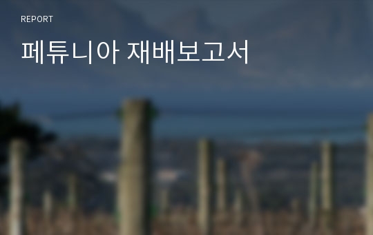 페튜니아 재배보고서