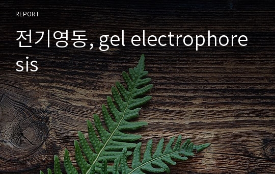전기영동, gel electrophoresis