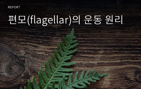 편모(flagellar)의 운동 원리