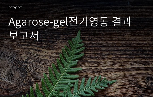 Agarose-gel전기영동 결과보고서