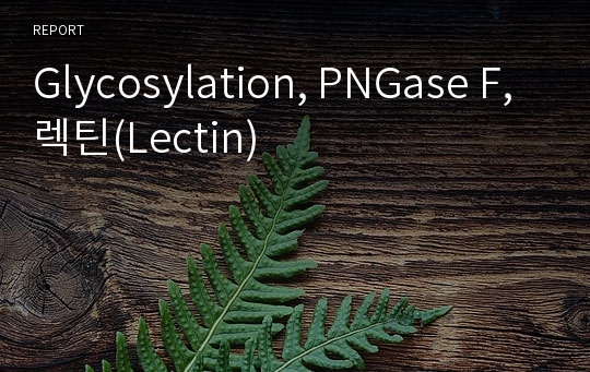 Glycosylation, PNGase F, 렉틴(Lectin)