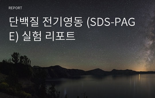 단백질 전기영동 (SDS-PAGE) 실험 리포트