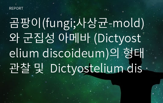 곰팡이(fungi;사상균-mold) 와 군집성 아메바 (Dictyostelium discoideum)의 형태관찰 및  Dictyostelium discoideum의 생활주기 관찰