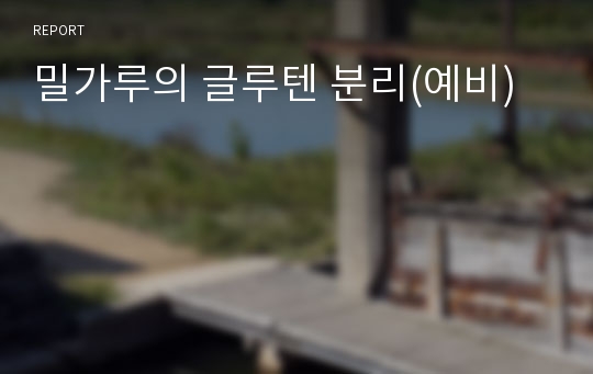 밀가루의 글루텐 분리(예비)