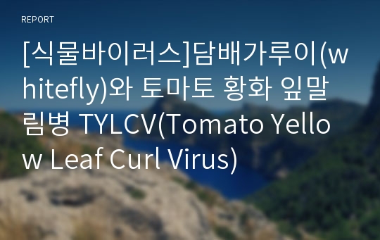 [식물바이러스]담배가루이(whitefly)와 토마토 황화 잎말림병 TYLCV(Tomato Yellow Leaf Curl Virus)