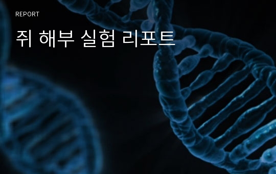 쥐 해부 실험 리포트