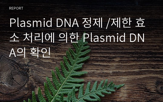 Plasmid DNA 정제 /제한 효소 처리에 의한 Plasmid DNA의 확인