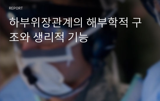 하부위장관계의 해부학적 구조와 생리적 기능