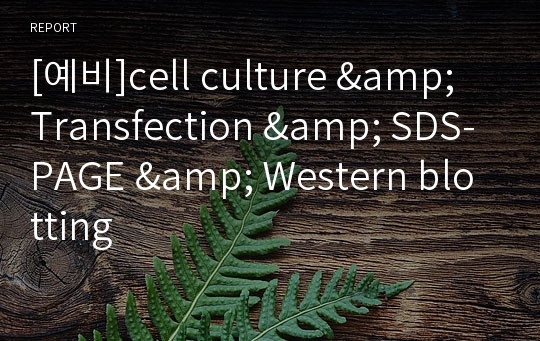 [예비]cell culture &amp; Transfection &amp; SDS-PAGE &amp; Western blotting