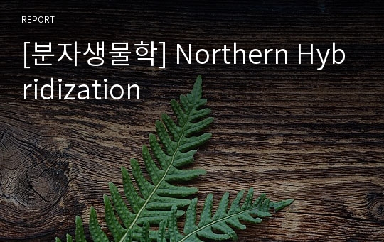 [분자생물학] Northern Hybridization