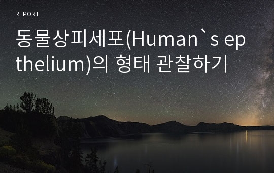 동물상피세포(Human`s epthelium)의 형태 관찰하기