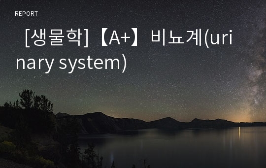   [생물학]【A+】비뇨계(urinary system)