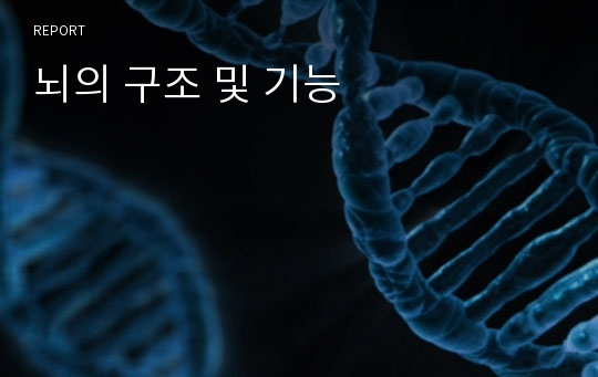 뇌의 구조 및 기능