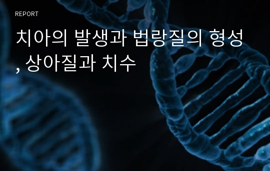 치아의 발생과 법랑질의 형성, 상아질과 치수