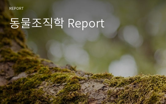 동물조직학 Report