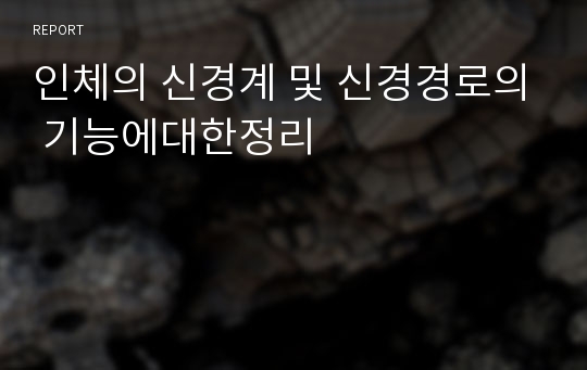 인체의 신경계 및 신경경로의 기능에대한정리