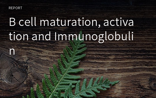 B cell maturation, activation and Immunoglobulin