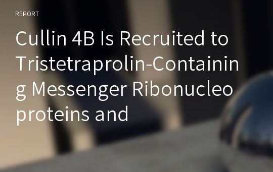 Cullin 4B Is Recruited to Tristetraprolin-Containing Messenger Ribonucleoproteins and