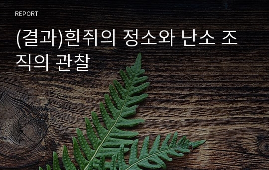 (결과)흰쥐의 정소와 난소 조직의 관찰