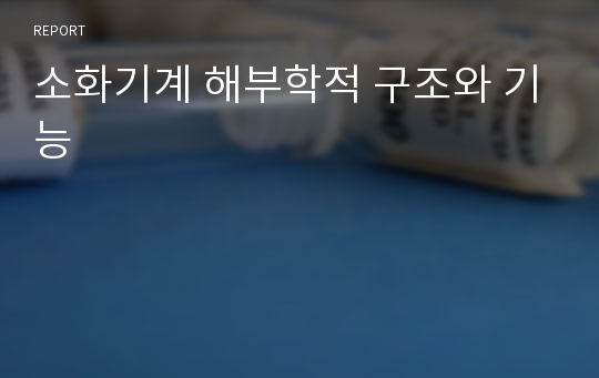 소화기계 해부학적 구조와 기능