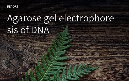 Agarose gel electrophoresis of DNA