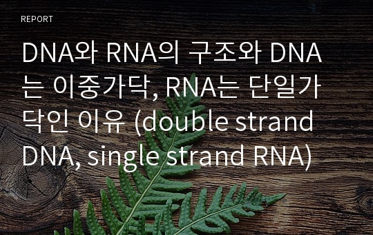 DNA와 RNA의 구조와 DNA는 이중가닥, RNA는 단일가닥인 이유 (double strand DNA, single strand RNA)