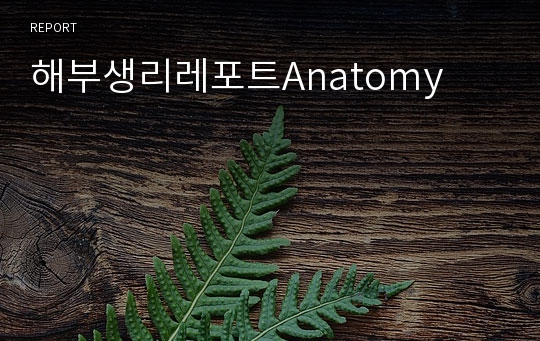 해부생리레포트Anatomy