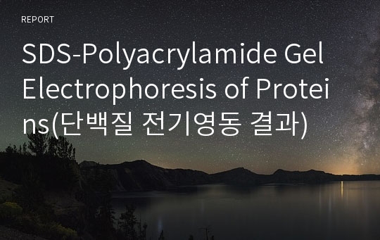 SDS-Polyacrylamide Gel Electrophoresis of Proteins(단백질 전기영동 결과)