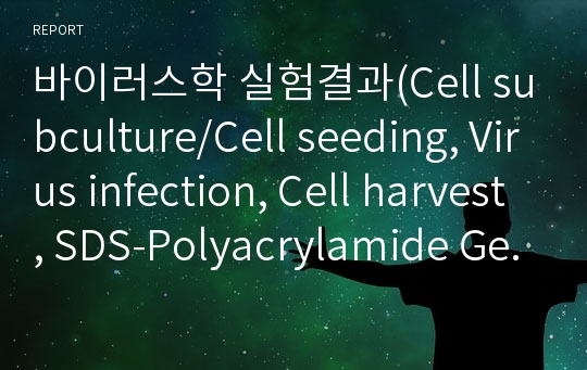 바이러스학 실험결과(Cell subculture/Cell seeding, Virus infection, Cell harvest, SDS-Polyacrylamide Gell 제조)