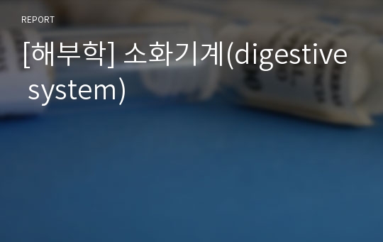 [해부학] 소화기계(digestive system)