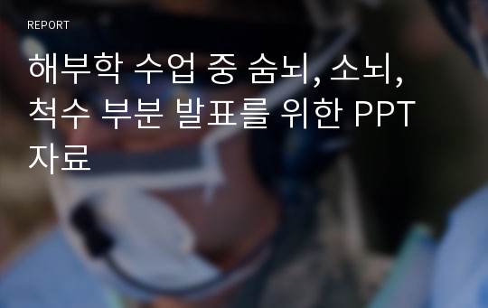 해부학 수업 중 숨뇌, 소뇌, 척수 부분 발표를 위한 PPT 자료