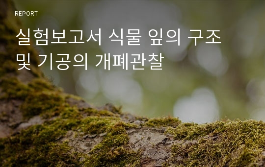 실험보고서 식물 잎의 구조 및 기공의 개폐관찰