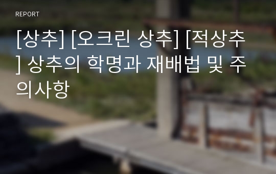 [상추] [오크린 상추] [적상추] 상추의 학명과 재배법 및 주의사항