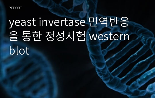 yeast invertase 면역반응을 통한 정성시험 western blot