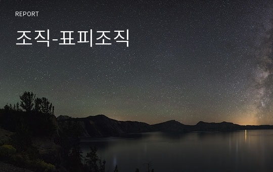 조직-표피조직