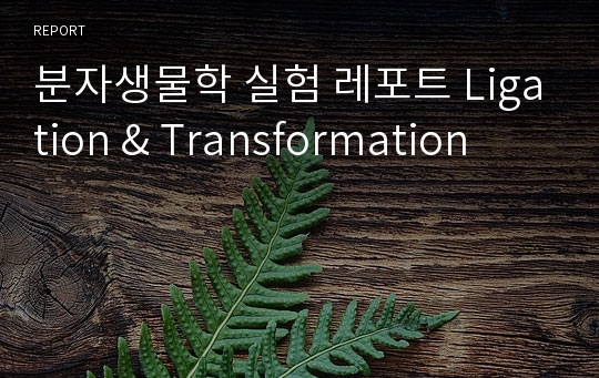 분자생물학 실험 레포트 Ligation &amp; Transformation