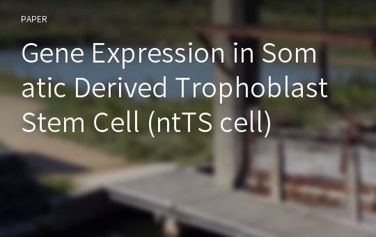 Gene Expression in Somatic Derived Trophoblast Stem Cell (ntTS cell)