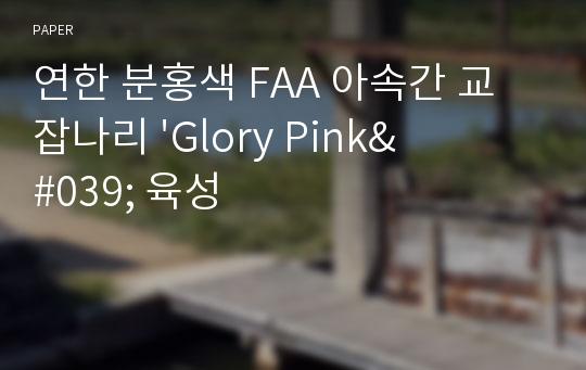 연한 분홍색 FAA 아속간 교잡나리 &#039;Glory Pink&#039; 육성