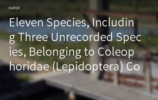 Eleven Species, Including Three Unrecorded Species, Belonging to Coleophoridae (Lepidoptera) Collected from Baengnyeong and Yeonpyeong Islands, Korea