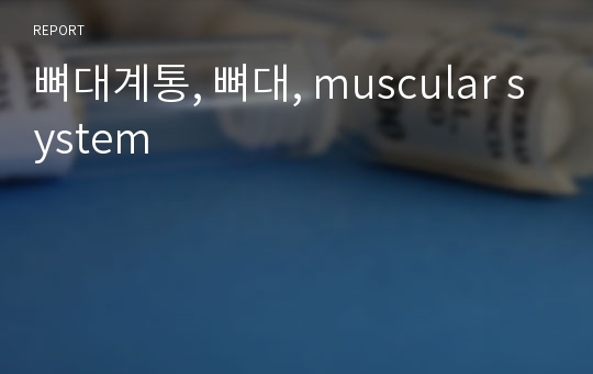 뼈대계통, 뼈대, muscular system