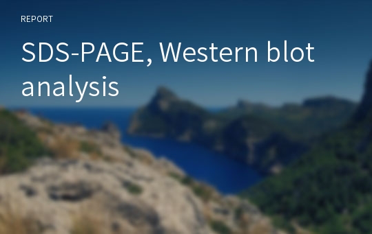 SDS-PAGE, Western blot analysis