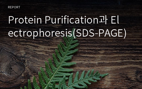 Protein Purification과 Electrophoresis(SDS-PAGE)