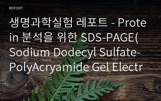 생명과학실험 레포트 - Protein 분석을 위한 SDS-PAGE(Sodium Dodecyl Sulfate-PolyAcryamide Gel Electrophoresis)제조