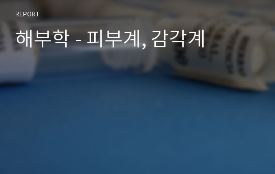 해부학 - 피부계, 감각계