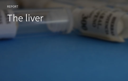 The liver