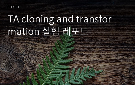 TA cloning and transformation 실험 레포트