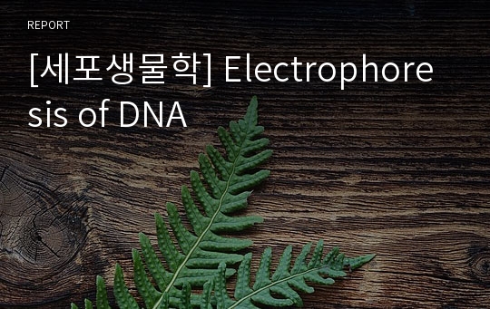 [세포생물학] Electrophoresis of DNA