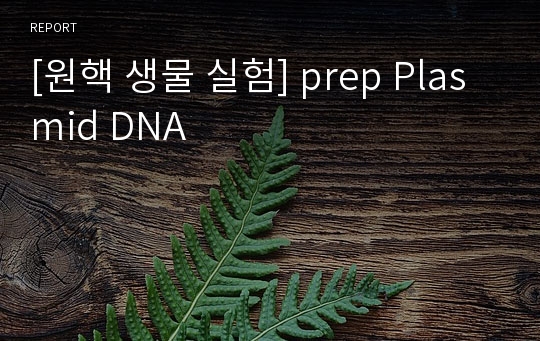 [원핵 생물 실험] prep Plasmid DNA