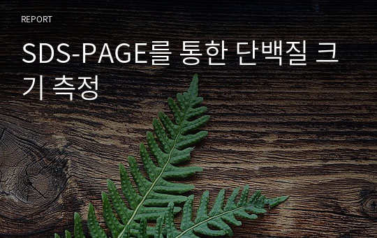 SDS-PAGE를 통한 단백질 크기 측정